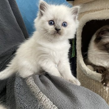 chaton Ragdoll blue point Violette gris Les Ragdolls de la Croisette chaton Ragdoll blue point Violette gris Les Ragdolls de la Croisette