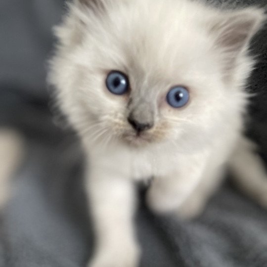 chaton Ragdoll blue point Violette gris Les Ragdolls de la Croisette