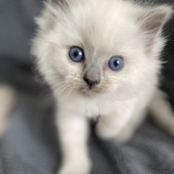 chaton Ragdoll blue point Violette gris Les Ragdolls de la Croisette chaton Ragdoll blue point Violette gris Les Ragdolls de la Croisette