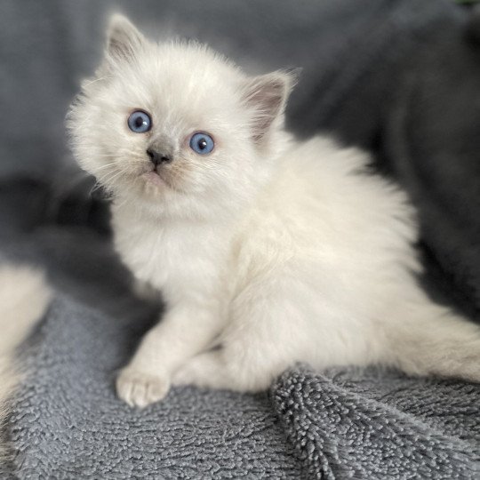 chaton Ragdoll blue point Violette gris Les Ragdolls de la Croisette