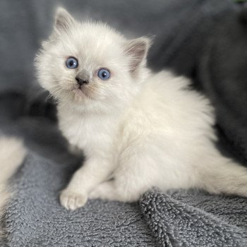 chaton Ragdoll blue point Violette gris Les Ragdolls de la Croisette chaton Ragdoll blue point Violette gris Les Ragdolls de la Croisette