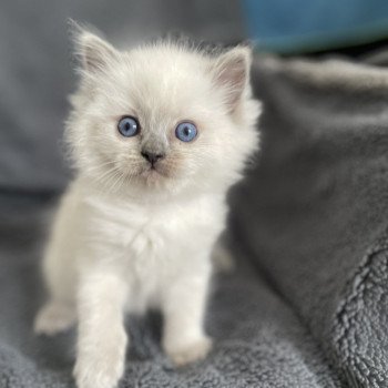 chaton Ragdoll blue point Violette gris Les Ragdolls de la Croisette chaton Ragdoll blue point Violette gris Les Ragdolls de la Croisette