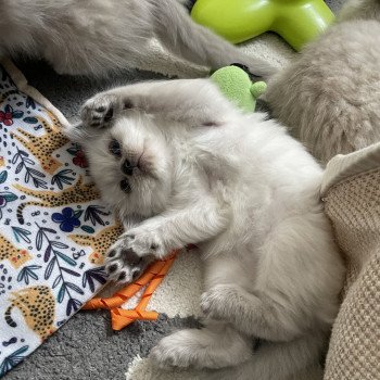 chaton Ragdoll blue point Violette gris Les Ragdolls de la Croisette chaton Ragdoll blue point Violette gris Les Ragdolls de la Croisette
