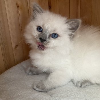 chaton Ragdoll blue point Violette gris Les Ragdolls de la Croisette chaton Ragdoll blue point Violette gris Les Ragdolls de la Croisette