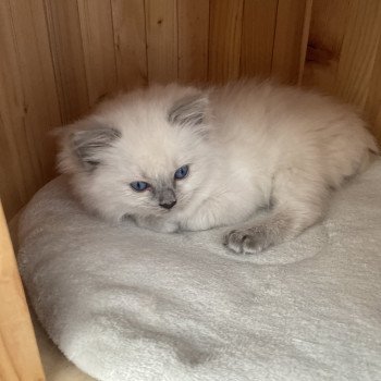 chaton Ragdoll blue point Violette gris Les Ragdolls de la Croisette chaton Ragdoll blue point Violette gris Les Ragdolls de la Croisette