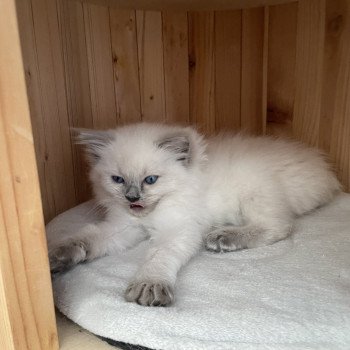 chaton Ragdoll blue point Violette gris Les Ragdolls de la Croisette chaton Ragdoll blue point Violette gris Les Ragdolls de la Croisette