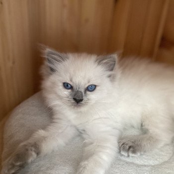 chaton Ragdoll blue point Violette gris Les Ragdolls de la Croisette chaton Ragdoll blue point Violette gris Les Ragdolls de la Croisette