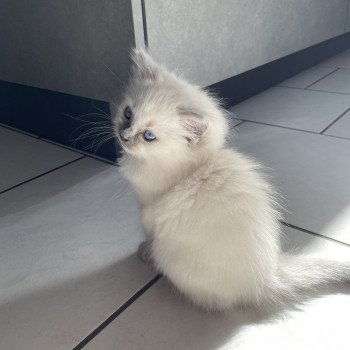 chaton Ragdoll blue point Violette gris Les Ragdolls de la Croisette chaton Ragdoll blue point Violette gris Les Ragdolls de la Croisette