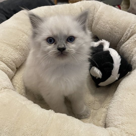 chaton Ragdoll blue point Violette gris Les Ragdolls de la Croisette