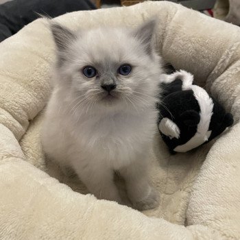 chaton Ragdoll blue point Violette gris Les Ragdolls de la Croisette chaton Ragdoll blue point Violette gris Les Ragdolls de la Croisette
