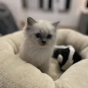chaton Ragdoll blue point Violette gris Les Ragdolls de la Croisette chaton Ragdoll blue point Violette gris Les Ragdolls de la Croisette