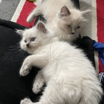 chaton Ragdoll blue point Violette Les Ragdolls de la Croisette chaton Ragdoll blue point Violette Les Ragdolls de la Croisette