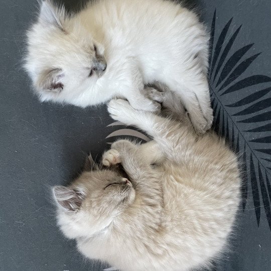 chaton Ragdoll blue point Violette Les Ragdolls de la Croisette