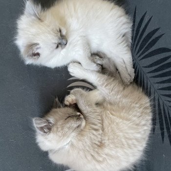 chaton Ragdoll blue point Violette Les Ragdolls de la Croisette chaton Ragdoll blue point Violette Les Ragdolls de la Croisette