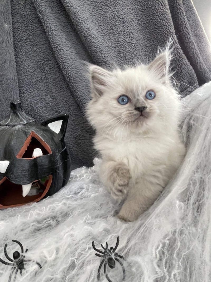 Violette De La Croisette Femelle Ragdoll
