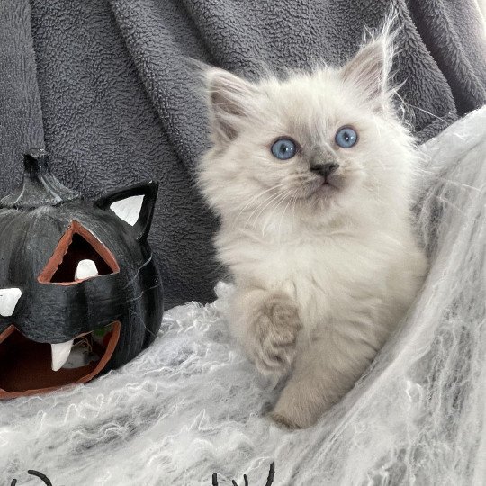 Violette De La Croisette Femelle Ragdoll