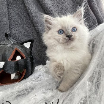 chaton Ragdoll blue point Violette Les Ragdolls de la Croisette chaton Ragdoll blue point Violette Les Ragdolls de la Croisette