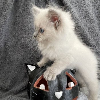 chaton Ragdoll blue point Violette Les Ragdolls de la Croisette chaton Ragdoll blue point Violette Les Ragdolls de la Croisette