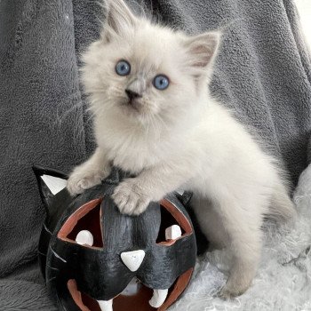 chaton Ragdoll blue point Violette Les Ragdolls de la Croisette chaton Ragdoll blue point Violette Les Ragdolls de la Croisette