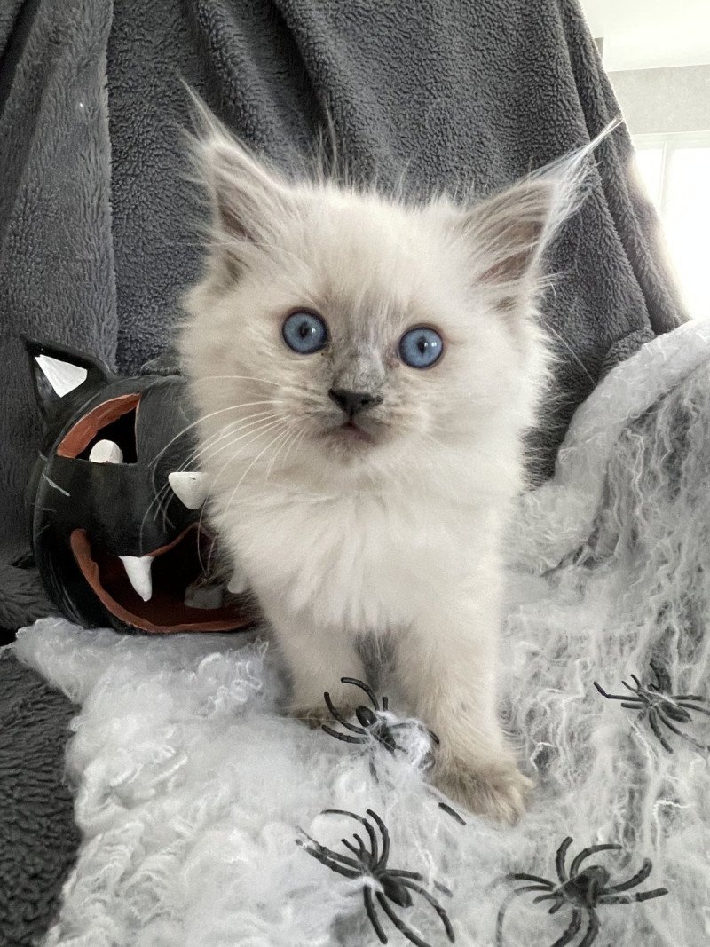 Violette De La Croisette Femelle Ragdoll
