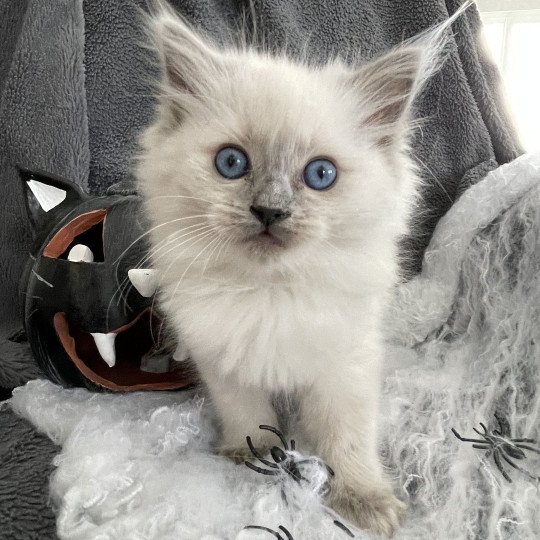 chaton Ragdoll blue point Violette Les Ragdolls de la Croisette