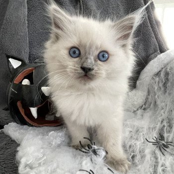 chaton Ragdoll blue point Violette Les Ragdolls de la Croisette chaton Ragdoll blue point Violette Les Ragdolls de la Croisette