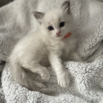 chaton Ragdoll Les Ragdolls de la Croisette chaton Ragdoll Les Ragdolls de la Croisette