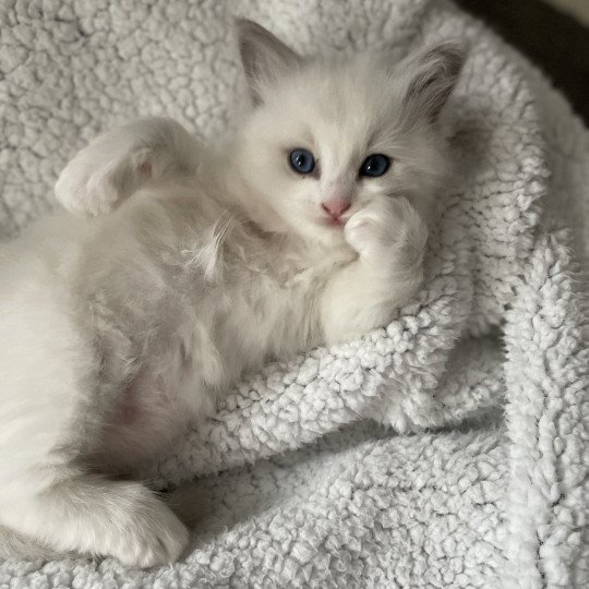 chaton Ragdoll blue point bicolor orange Les Ragdolls de la Croisette