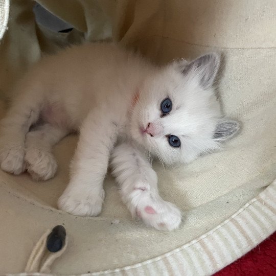 chaton Ragdoll blue point bicolor orange Les Ragdolls de la Croisette