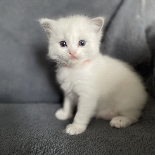 chaton Ragdoll blue point bicolor orange Les Ragdolls de la Croisette