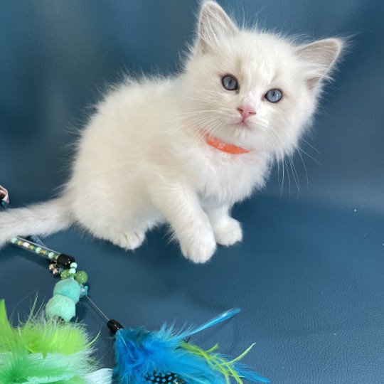 chaton Ragdoll blue point bicolor VIKTHOR orange Les Ragdolls de la Croisette