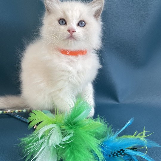 chaton Ragdoll blue point bicolor VIKTHOR orange Les Ragdolls de la Croisette