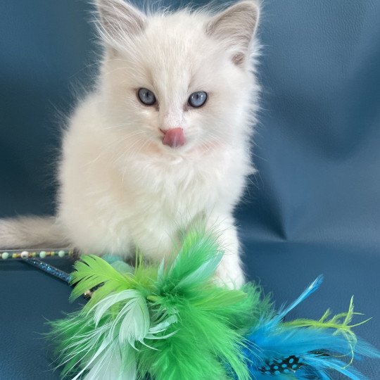 chaton Ragdoll blue point bicolor VIKTHOR orange Les Ragdolls de la Croisette