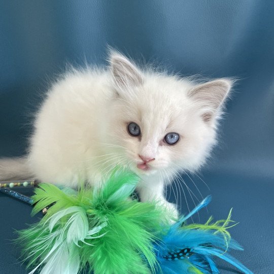 chaton Ragdoll blue point bicolor VIKTHOR orange Les Ragdolls de la Croisette
