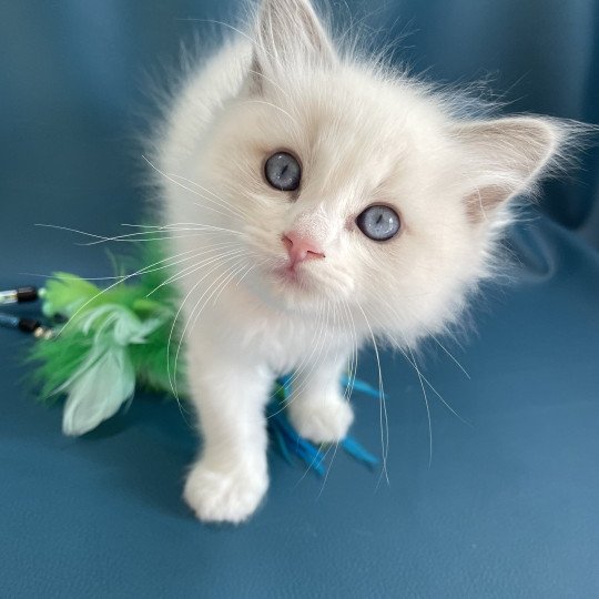 chaton Ragdoll blue point bicolor VIKTHOR orange Les Ragdolls de la Croisette
