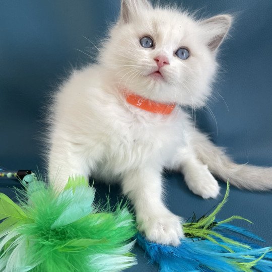 chaton Ragdoll blue point bicolor VIKTHOR orange Les Ragdolls de la Croisette