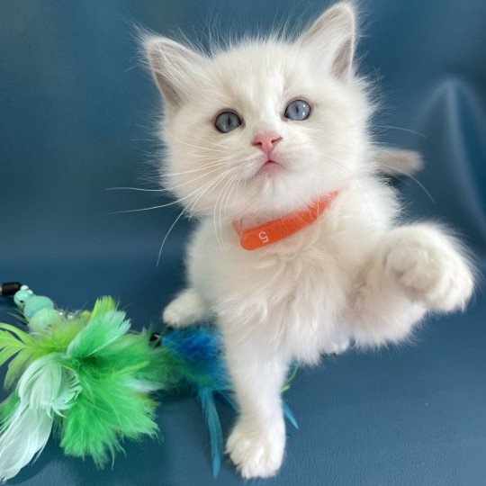 chaton Ragdoll blue point bicolor VIKTHOR orange Les Ragdolls de la Croisette