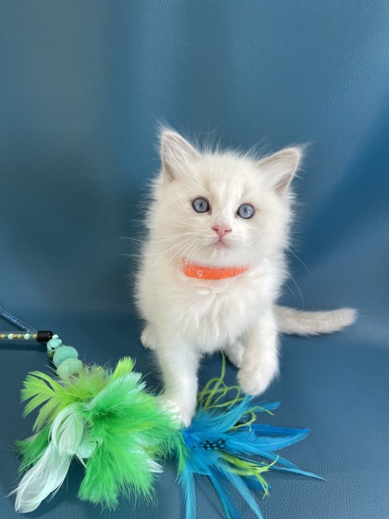 Vikthor De La Croisette Mâle Ragdoll
