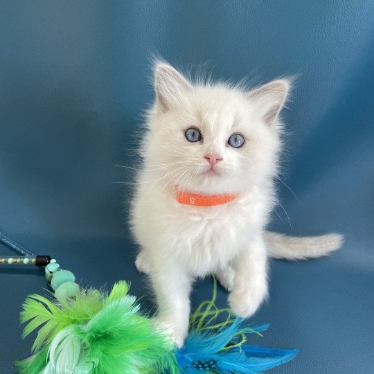 VIKTHOR orange De La Croisette Mâle Ragdoll