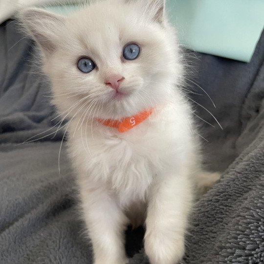 chaton Ragdoll blue point bicolor VIKTHOR orange Les Ragdolls de la Croisette