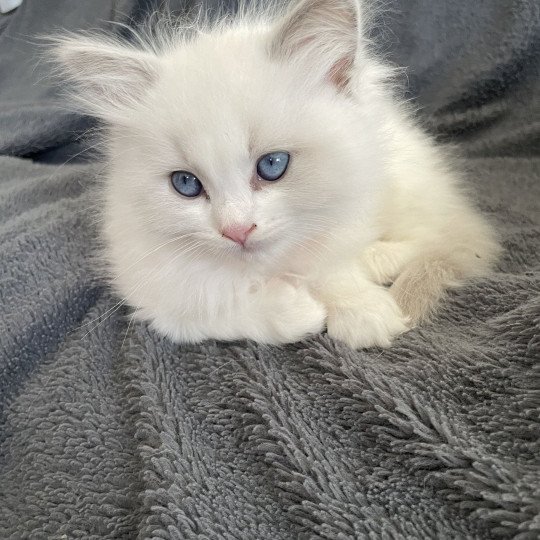 chaton Ragdoll blue point bicolor VIKTHOR orange Les Ragdolls de la Croisette
