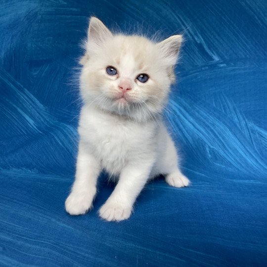 chaton Ragdoll seal tabby point & blanc Blanc Les Ragdolls de la Croisette