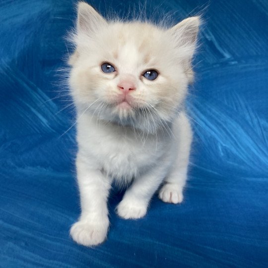 chaton Ragdoll seal tabby point & blanc Blanc Les Ragdolls de la Croisette