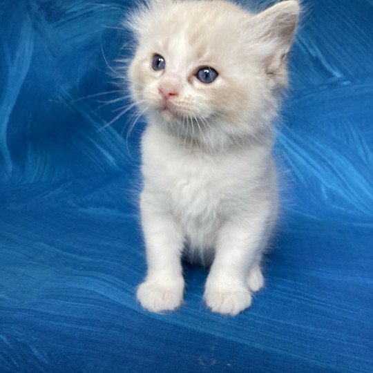 chaton Ragdoll seal tabby point & blanc Blanc Les Ragdolls de la Croisette