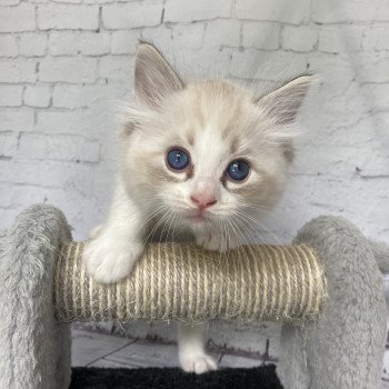 chaton Ragdoll seal tabby point & blanc Blanc Les Ragdolls de la Croisette