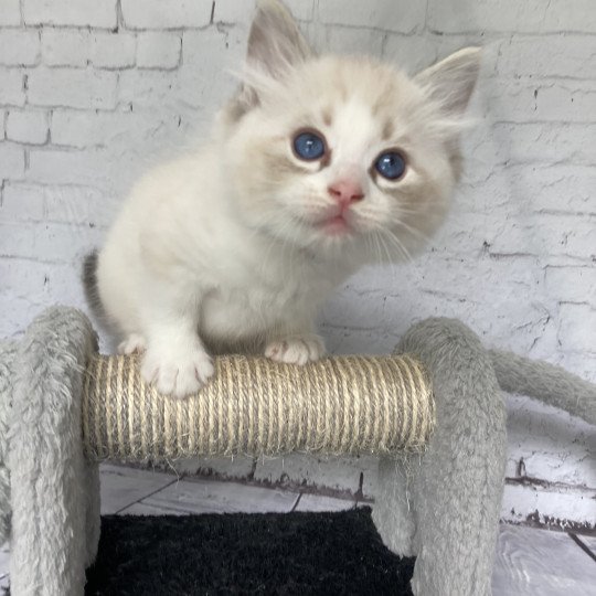 chaton Ragdoll seal tabby point & blanc Blanc Les Ragdolls de la Croisette