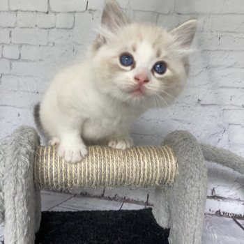 chaton Ragdoll seal tabby point & blanc Blanc Les Ragdolls de la Croisette chaton Ragdoll seal tabby point & blanc Blanc Les Ragdolls de la Croisette