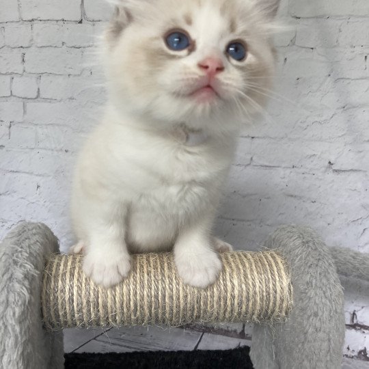 chaton Ragdoll seal tabby point & blanc Blanc Les Ragdolls de la Croisette