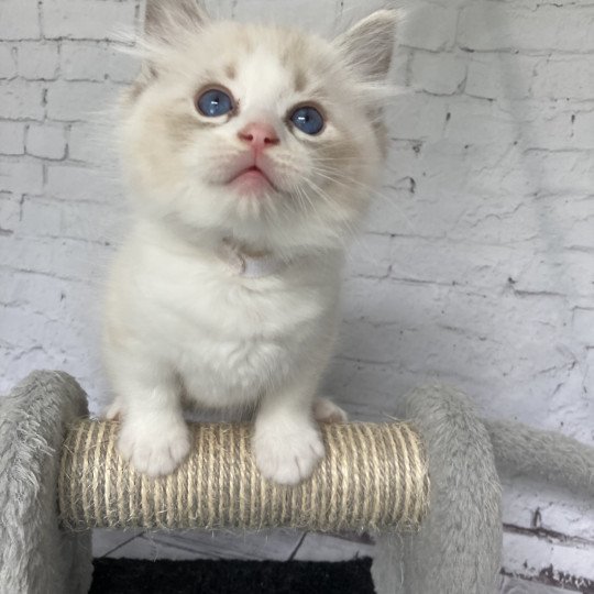 chaton Ragdoll seal tabby point & blanc Blanc Les Ragdolls de la Croisette