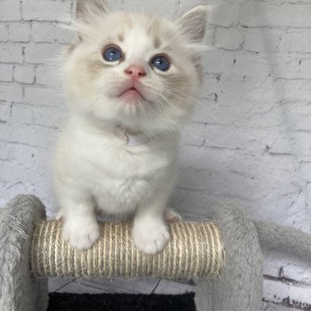 chaton Ragdoll seal tabby point & blanc Blanc Les Ragdolls de la Croisette chaton Ragdoll seal tabby point & blanc Blanc Les Ragdolls de la Croisette